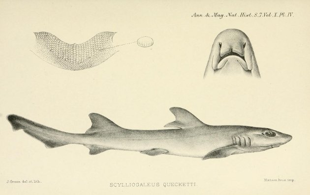 boulenger_1902_scylliogaleus quecketti.jpg